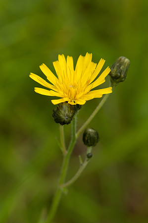 Crepis biennis