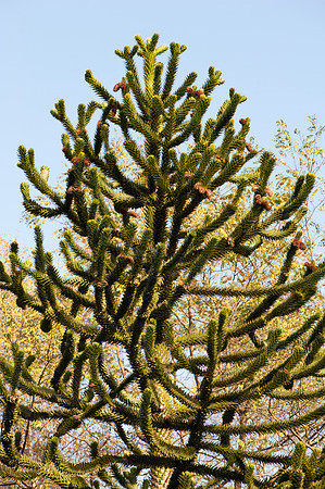 Araucaria araucana