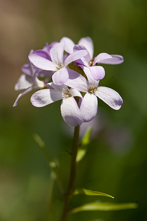 Cardamine bulbifera