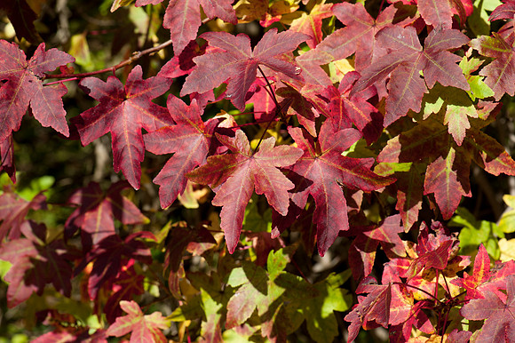 Autumn leaves, Winkworth