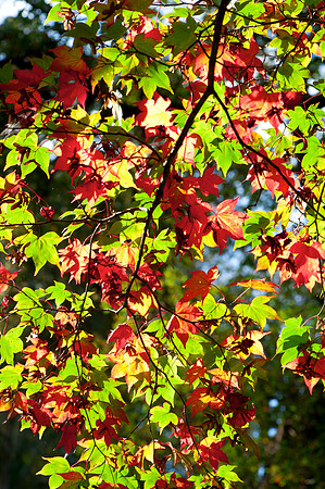 Autumn leaves, Winkworth