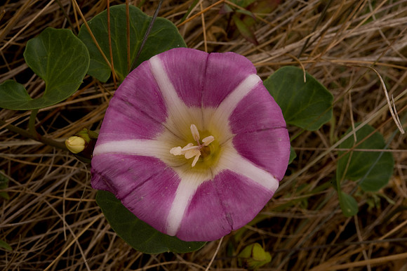 Calystegia soldanella