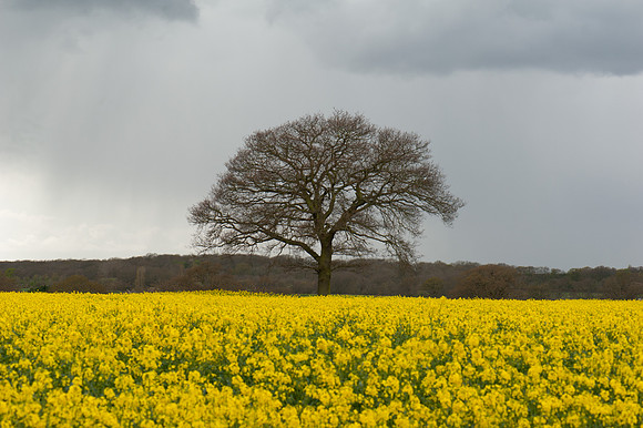 Rape Field