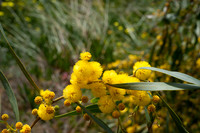 Acacia pycnantha