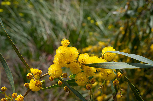 Acacia pycnantha