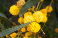 Acacia pycnantha