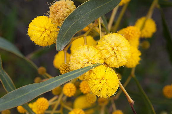 Acacia pycnantha