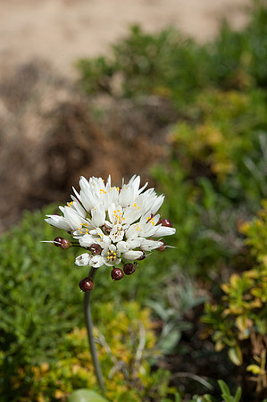 Allium subvillosum