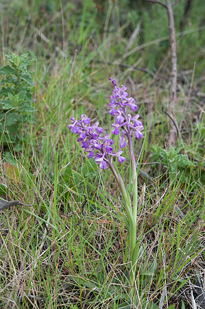Anacamptis morio