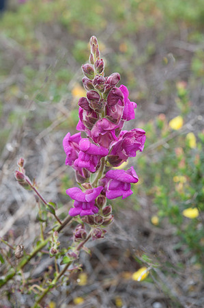 Antirrhinum cirrhigerum