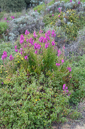 Antirrhinum cirrhigerum