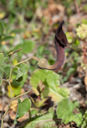 Aristolochia baetica