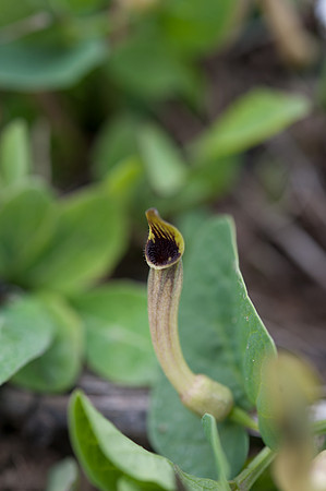 Aristolochia paucinervis