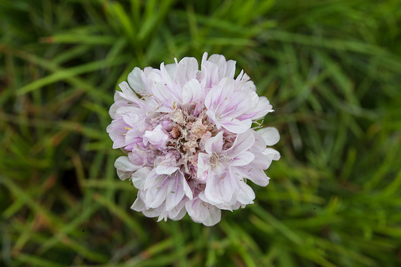 Armeria pungens