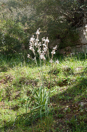 Asphodelus ramosus