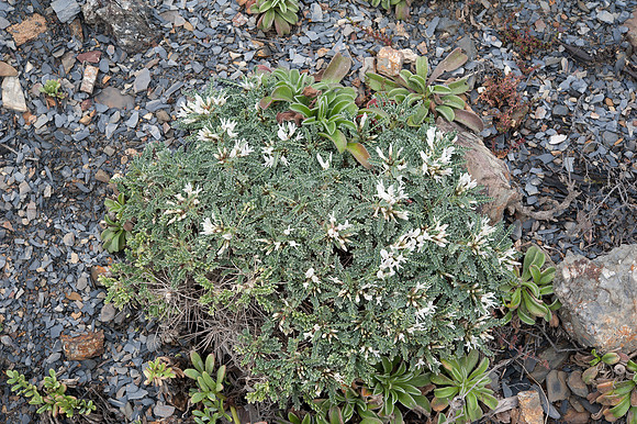 Astragalus tragacantha ssp. vicentinus