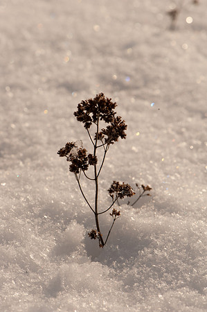 Marjoram