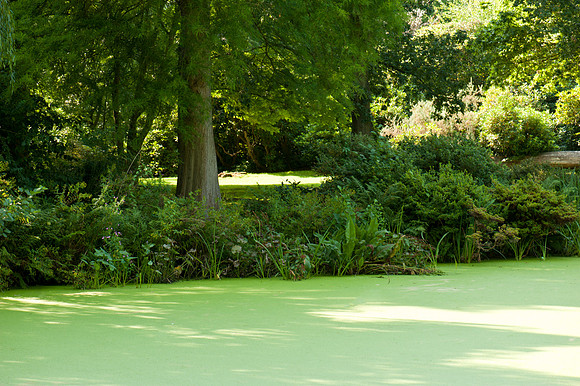 Duckweed Pond