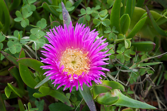 Carpobrotus acinaciformis