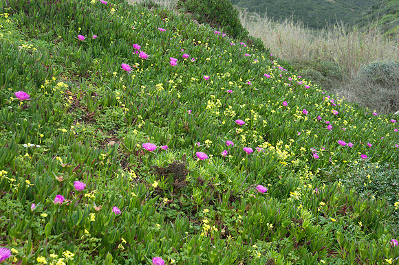 Carpobrotus acinaciformis
