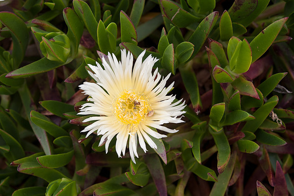 Carpobrutus edulis
