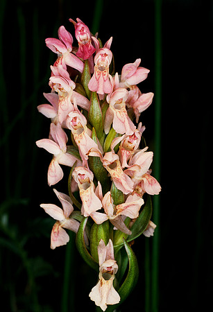 Dactylorhiza incarnata ssp. incarnata