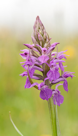 Dactylorhiza x grandis