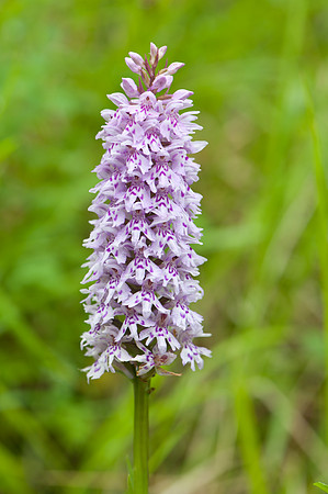 Dactylorhiza fuchsii