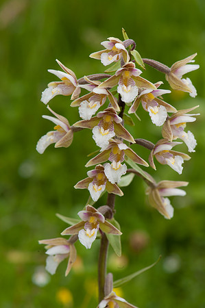 Epipactis palustris