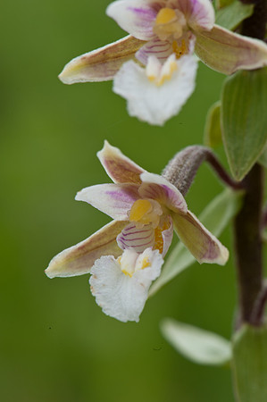 Epipactis palustris