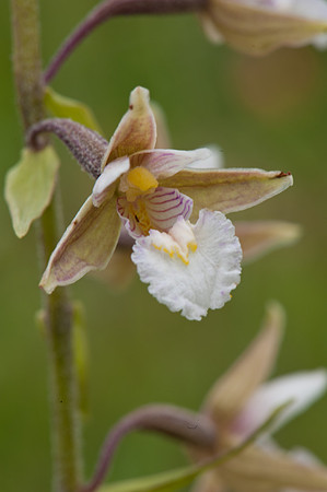 Epipactis palustris