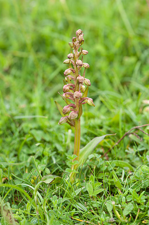 Dactylorhiza viridis
