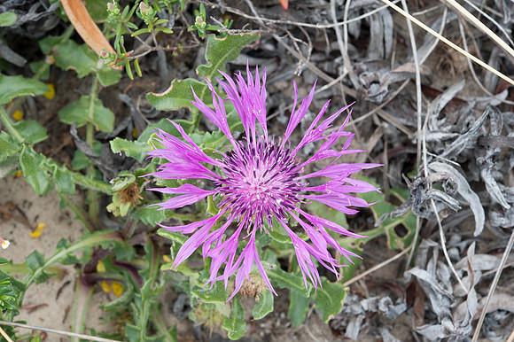 Centaurea sphaerocephala ssp.lusitanica