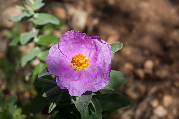 Cistus crispus