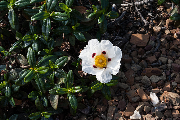 Cistus ladanifer ssp. vincetina