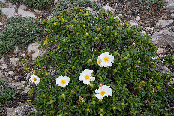 Cistus psilosepalus