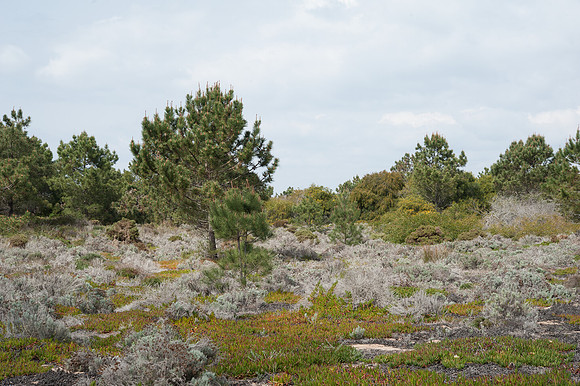 Coastal Heath at Parque Natural do Sudoeste Alentejano e Costa Vicentina