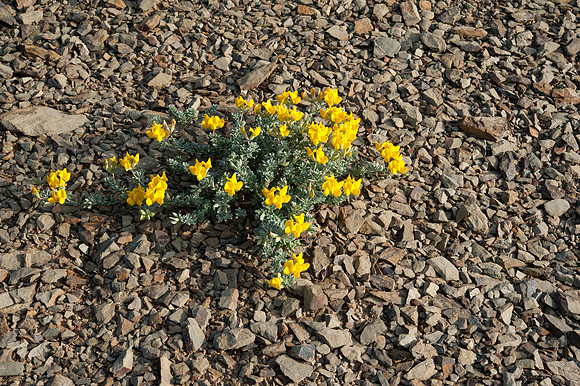 Coronilla valentina ssp. glauca
