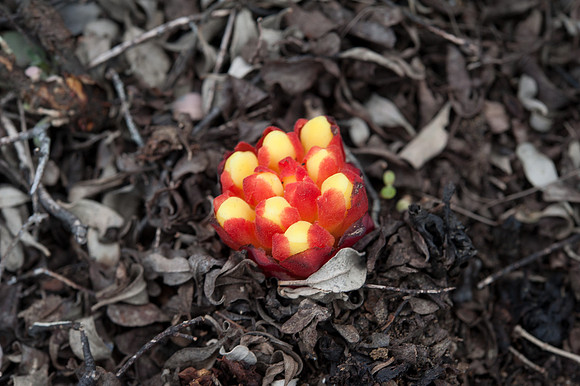 Cytinus hypocistus ssp.macranthus