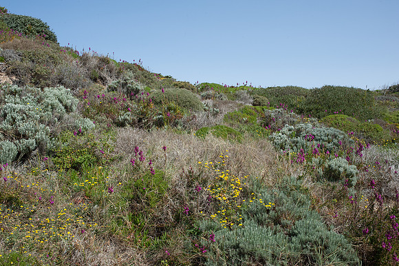 Dunes at Praia da Amoreira