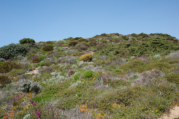Dunes at Praia da Amoreira