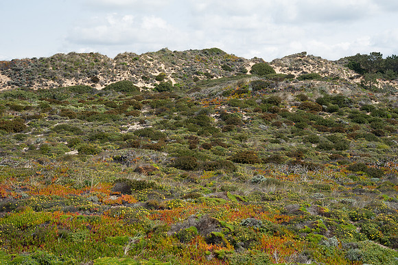 Dunes at Praia da Amoreira
