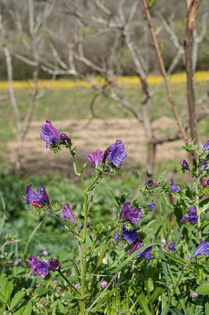 Echium gaditanum
