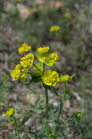 Euphorbia biumbellata