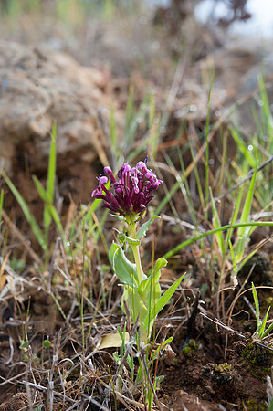 Fedia cornucopiae