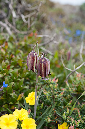 Fritillaria lusitanica