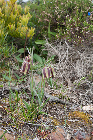 Fritillaria lusitanica