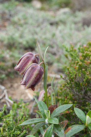 Fritillaria lusitanica