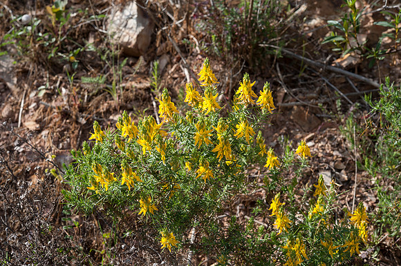 Genista hirsuta ssp. hirsuta