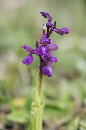 Anacamptis morio
